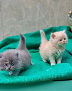 persian female kitten