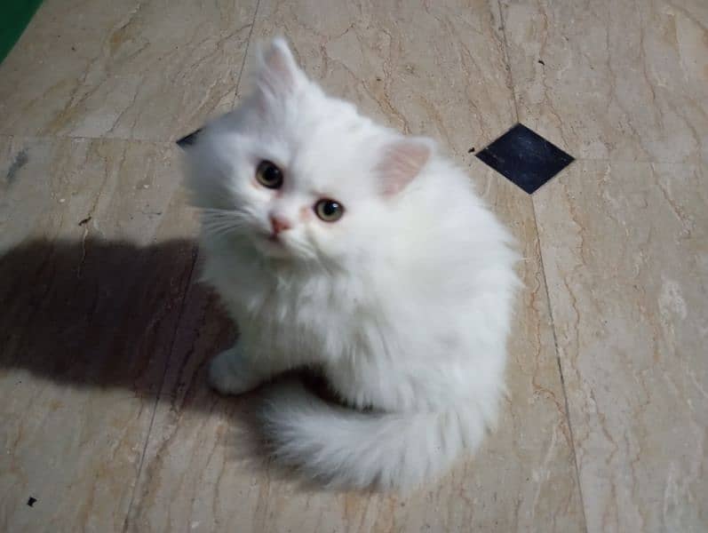 triple coated Persian kitten 0
