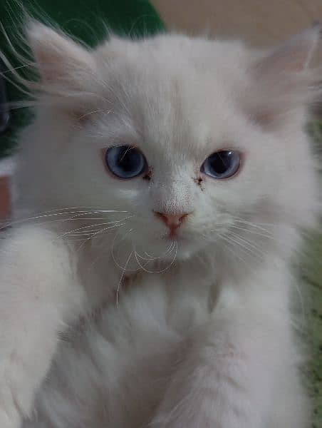 triple coated Persian kitten 2