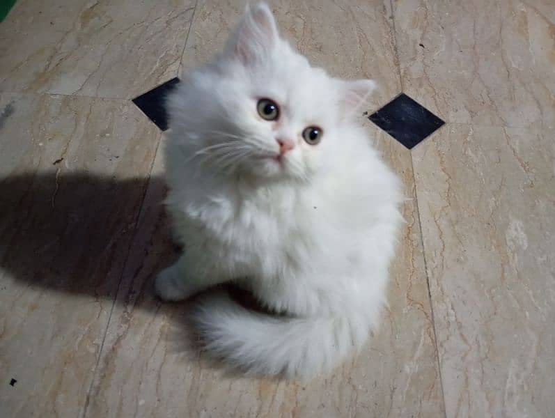 triple coated Persian kitten 3