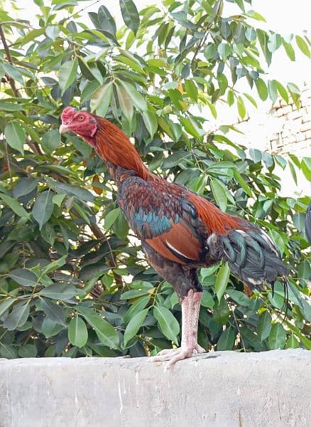 Behtreen Quality Aseel murgh Home Breed 3 Male 1 Female 03067016463 0