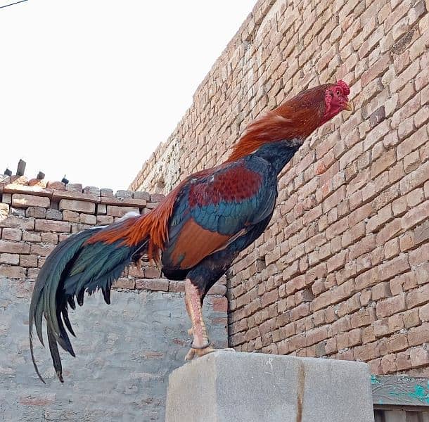 Behtreen Quality Aseel murgh Home Breed 3 Male 1 Female 03067016463 1