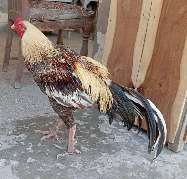 Behtreen Quality Aseel murgh Home Breed 3 Male 1 Female 03067016463 2