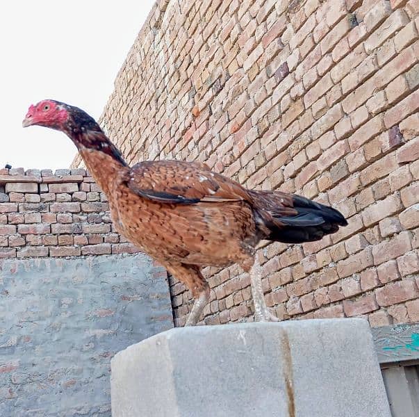 Behtreen Quality Aseel murgh Home Breed 3 Male 1 Female 03067016463 3