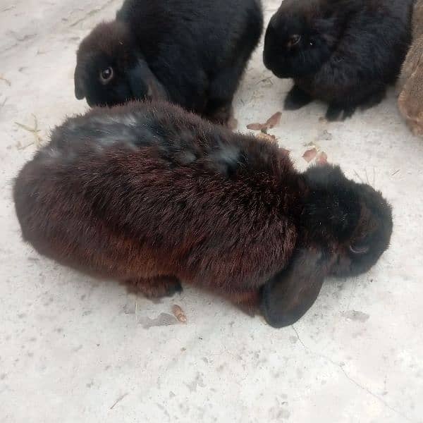 Rabbits for sale/ Holland Loop Rabbits available 9