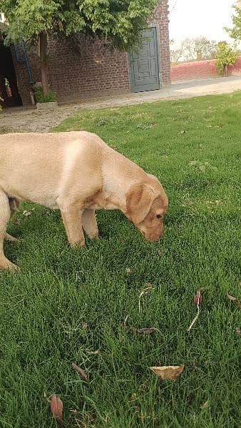 Dog Labrador age 6 months 0