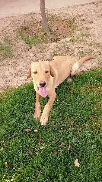 Dog Labrador age 6 months 3