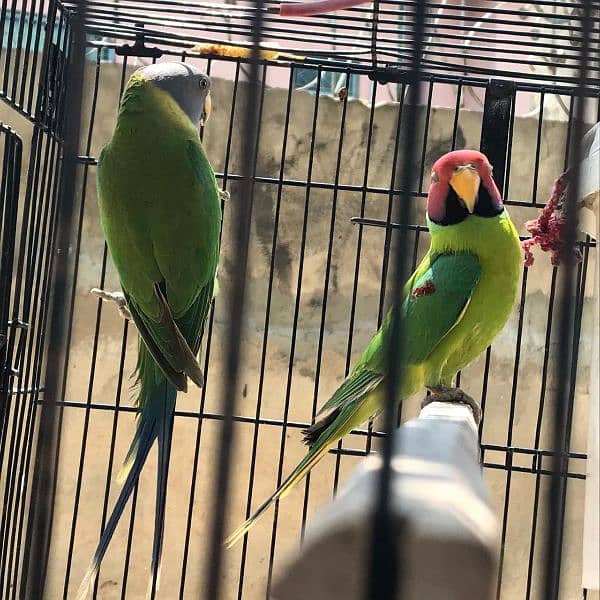 plum headed /wonderful headed parrots for sale 3