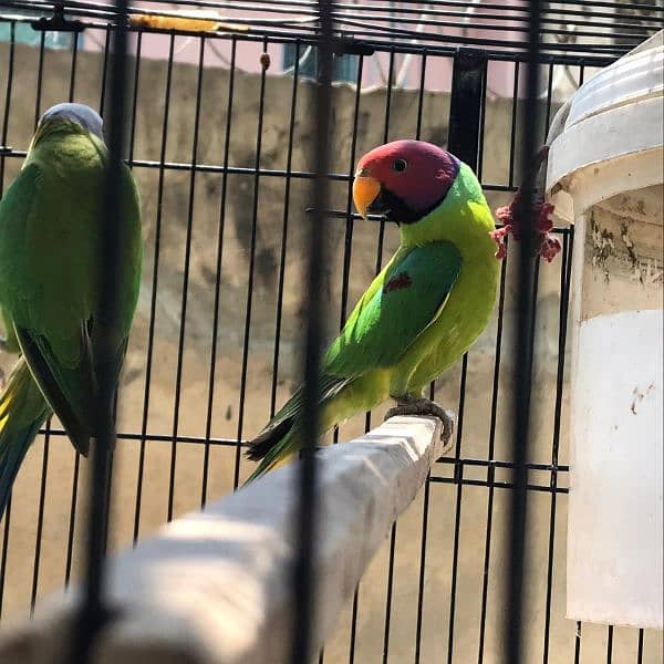 plum headed /wonderful headed parrots for sale 5