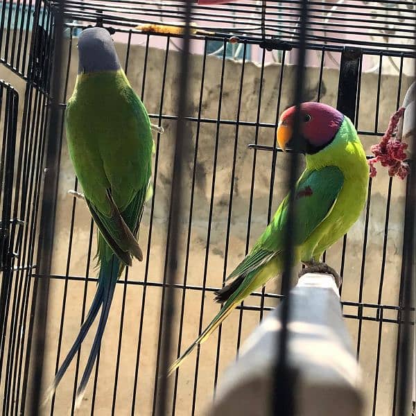 plum headed /wonderful headed parrots for sale 6
