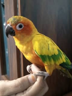 Sun conure male parrot fixed reasonable Price for details on WhtsApp