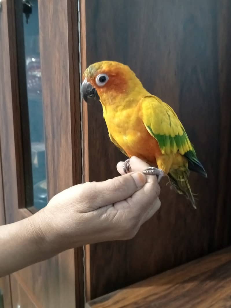 Sun conure male parrot fixed reasonable Price for details on WhtsApp 1