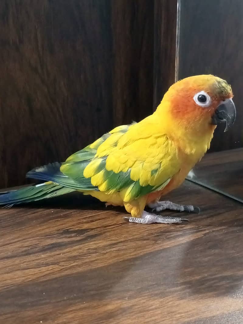 Sun conure male parrot fixed reasonable Price for details on WhtsApp 2