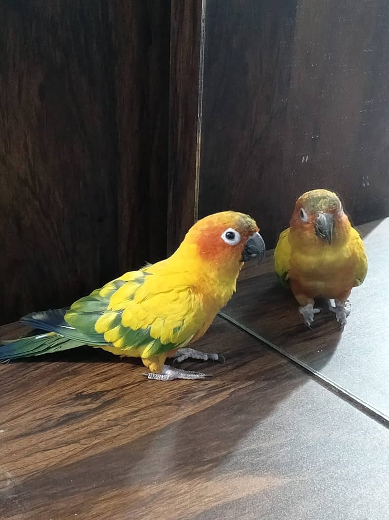 Sun conure male parrot fixed reasonable Price for details on WhtsApp 3