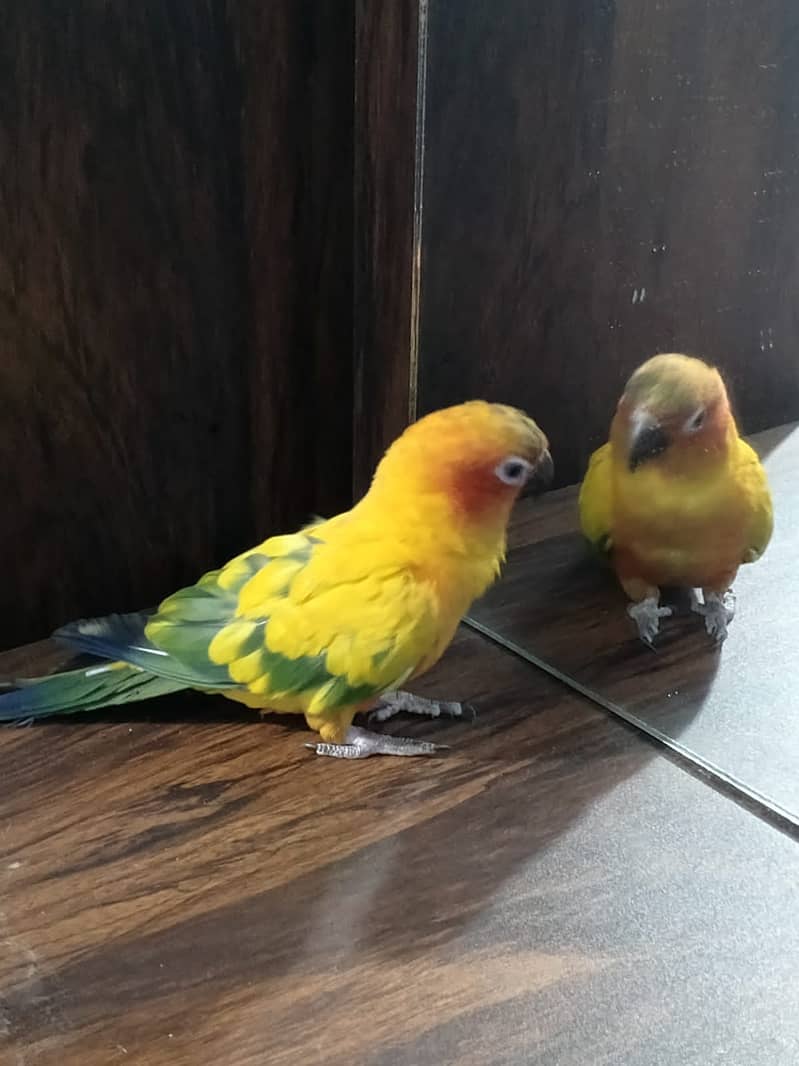 Sun conure male parrot fixed reasonable Price for details on WhtsApp 4