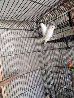 Love Birds availble with Reasonable prices