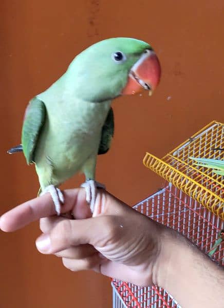 Alexanderin  kashmiri  hand tamed. parrots 0