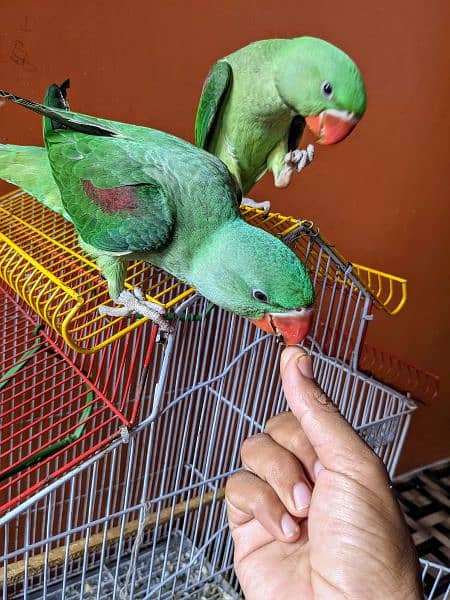 Alexanderin  kashmiri  hand tamed. parrots 4