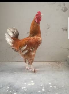 Buff cock