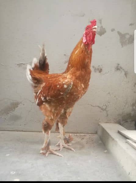 Buff cock 1