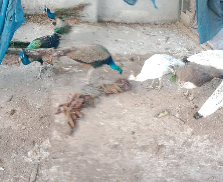 Pigeons for sale 1