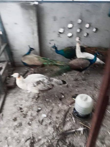 Pigeons for sale 3