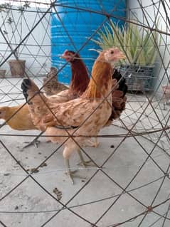 Desi Misri hens (Egg Laying)