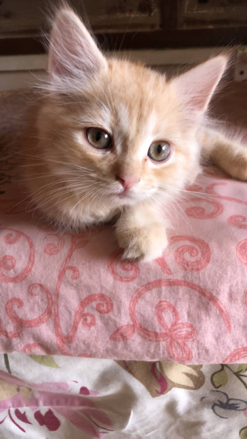 2 months old Persian male kitten 2
