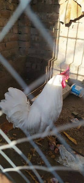 Leghorn Rooster for sale 1
