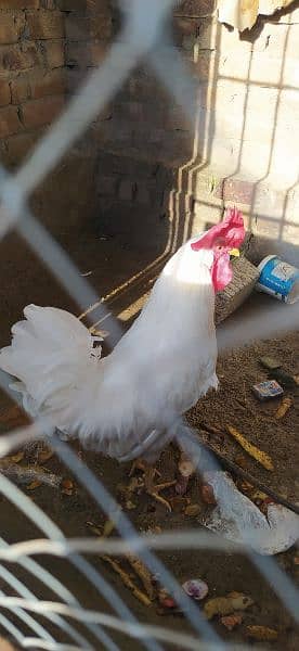 Leghorn Rooster for sale 2