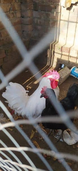 Leghorn Rooster for sale 3