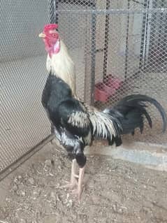 java male for sell