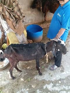 bakri + 2.5 month ka bacha