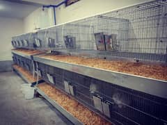 Folding Cages for Rabbits/Hens