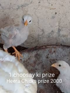 Heera Chicks