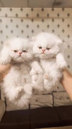 peke | piki | peki | persian | tripple coat | kitten | cat