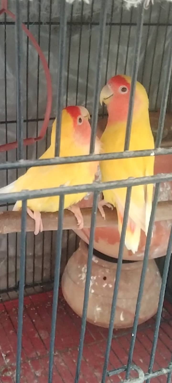 Love bird pair 0