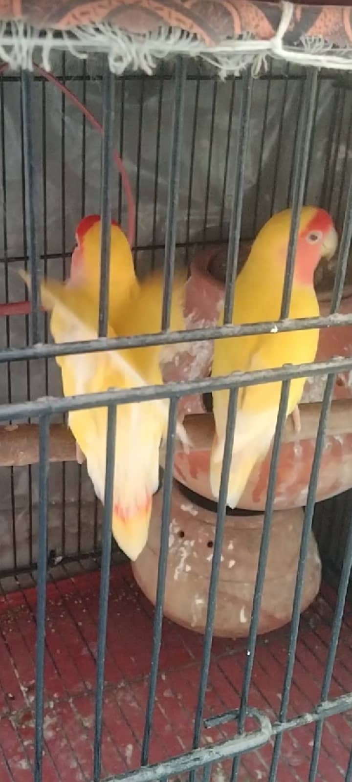 Love bird pair 3