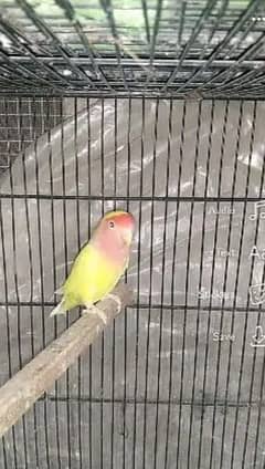 urgent sale good health female of Latino and two male green opline