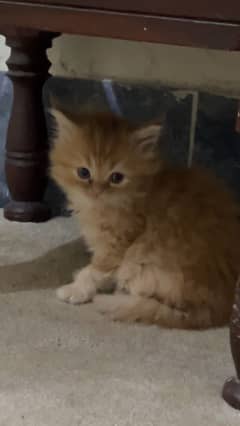 Cute Persian kitty