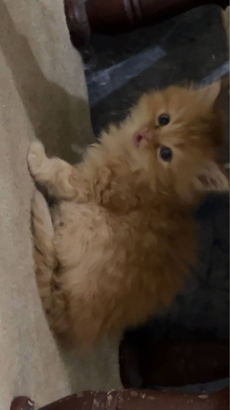 Cute Persian kitty 1