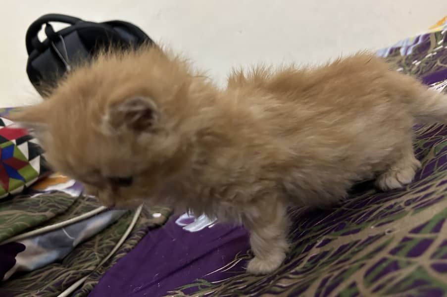 Cute Persian kitty 2