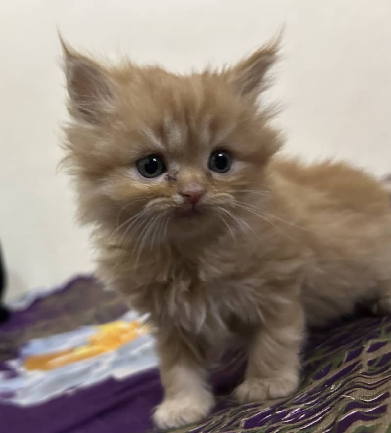Cute Persian kitty 3