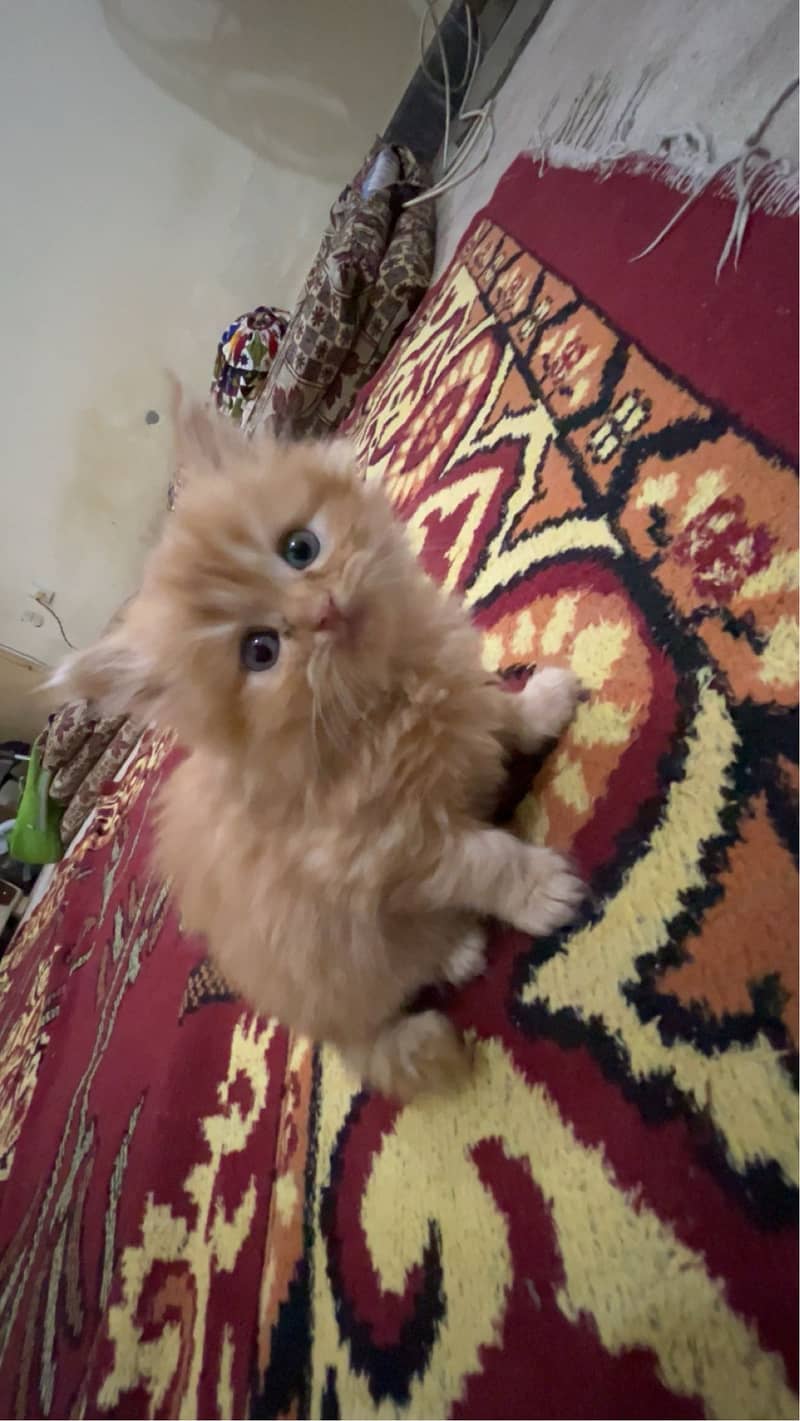 Cute Persian kitty 4