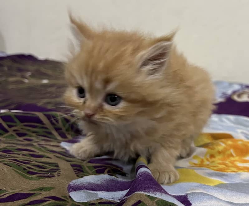Cute Persian kitty 5