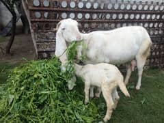 RajanPuri Goat and 1 female kid 2.5 months old 0