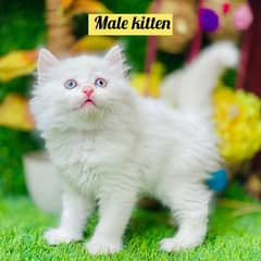 Persian Kitten And Cat Available