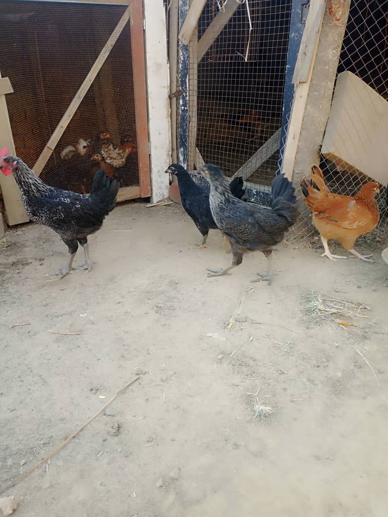 Golden misri and desi hens for sale 0