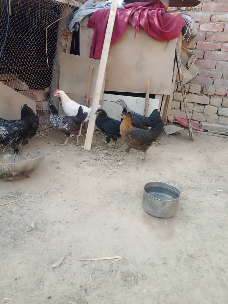 Golden misri and desi hens for sale 1