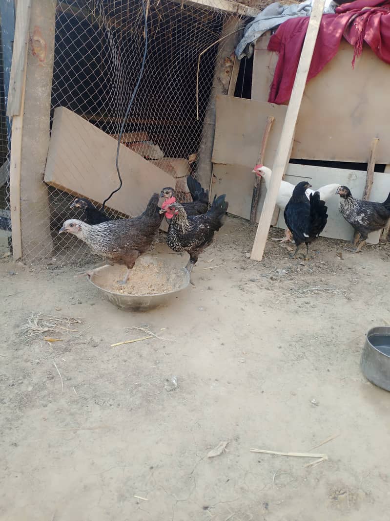Golden misri and desi hens for sale 2